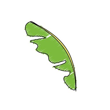 beautiful leaf of the exotic plants in the forest, vector illustration