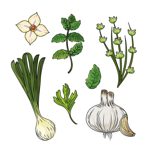 Establecer Hierbas Especias Plantas Órganos Alimento Vector Ilustración — Vector de stock