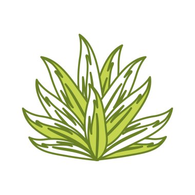 beautiful leaf of the exotic plants in the forest, vector illustration