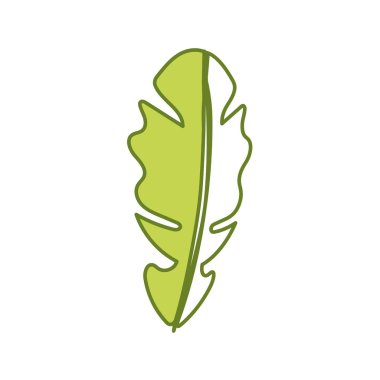 beautiful leaf of the exotic plants in the forest, vector illustration