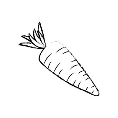 Kenar taze havuç organ sebze gıda, vektör çizim