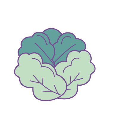 lezzetli ve sağlık marul sebze vektör çizim