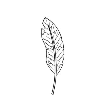 satır güzellik tüy stil süsleme tasarlamak vektör ile