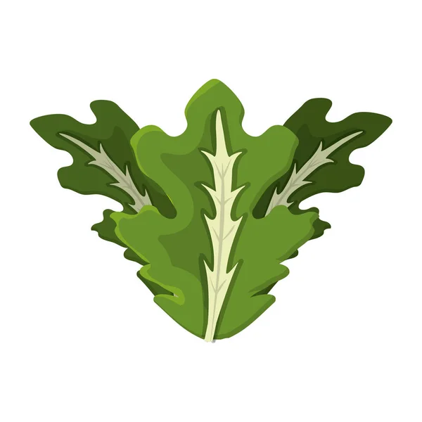 Finom Levelek Saláta Orgona Élelmiszer Vektoros Illusztráció — Stock Vector