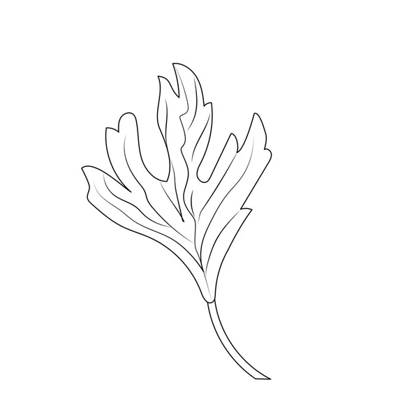 Ligne Coriandre Herbe Condiment Naturel Illustration Vectorielle Alimentaire — Image vectorielle