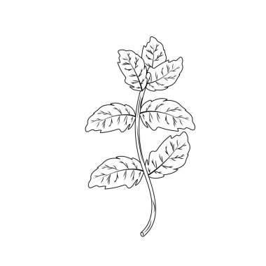 gıda vektör çizim çeşni için satır nane bitki madde