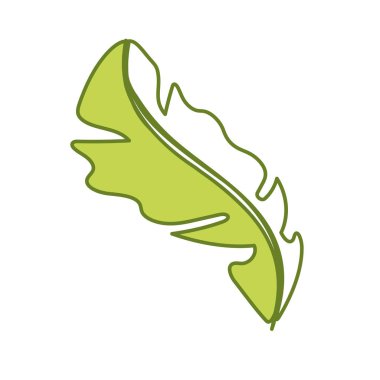 beautiful leaf of the exotic plants in the forest, vector illustration