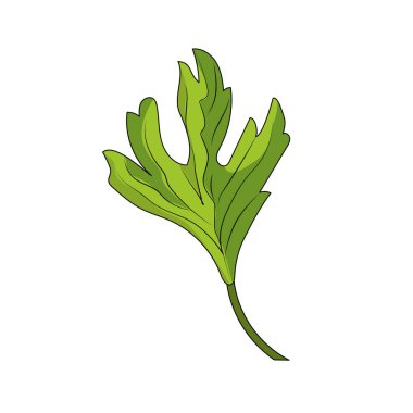 kişniş herb doğal baharat gıda vektör çizim için