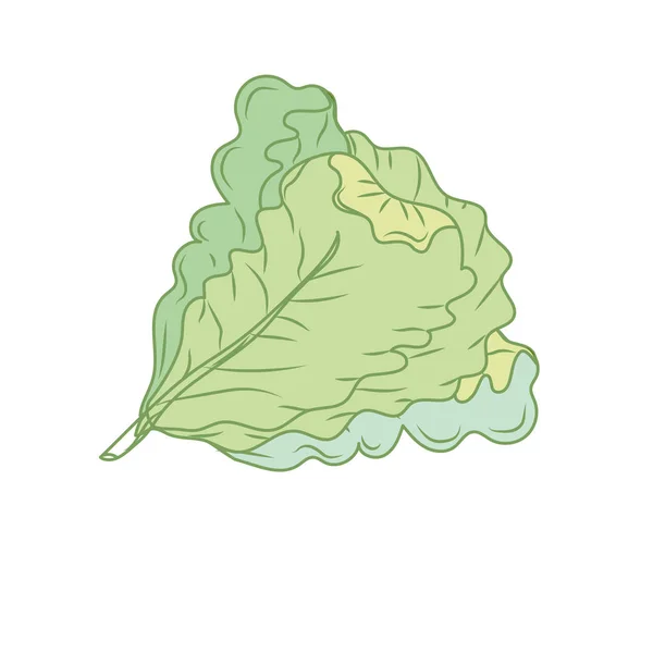 Fresh Lettuce Natural Vegetable Nutrition Vector Illustration — Stock Vector