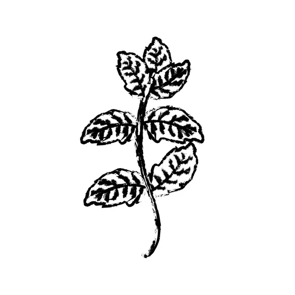 Figure Peppermint Plant Ingredient Condiment Food Vector Illustration — Stock Vector