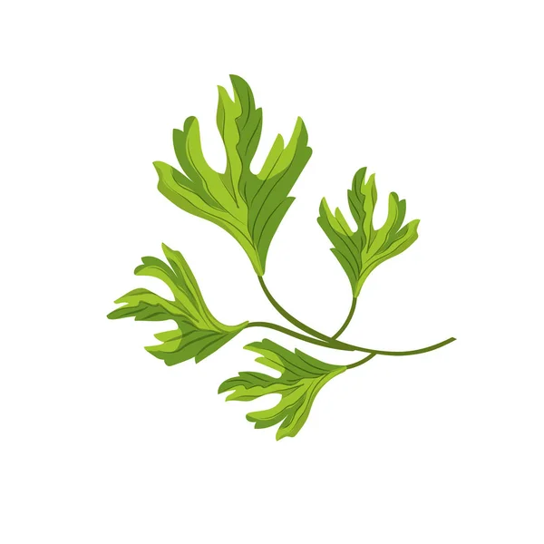Coriander Herb Natural Condiment Food Vector Illustration — Stock Vector