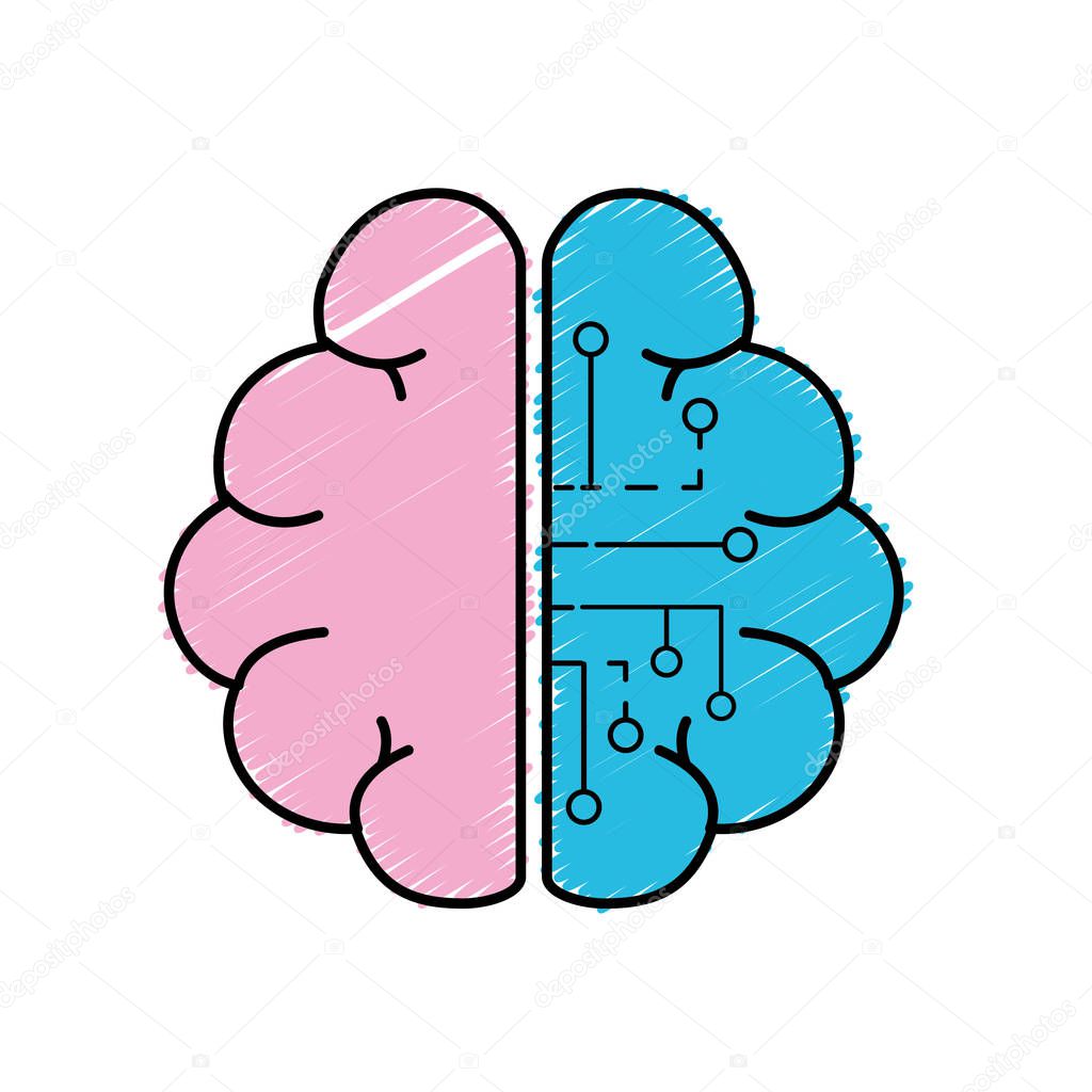 anatomy brain with circuits digital connection vector illustration