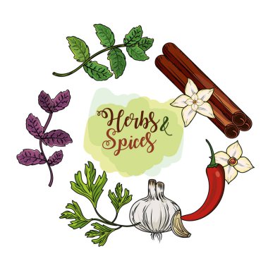 herbs and spices plants and organ food vector illustration