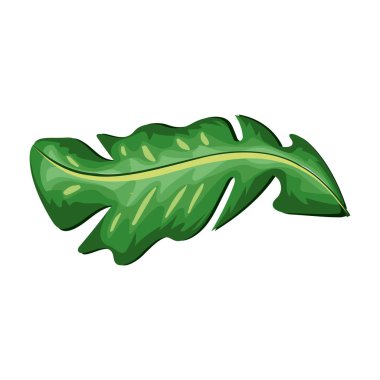 beautiful leaf of the exotic plants in the forest, vector illustration