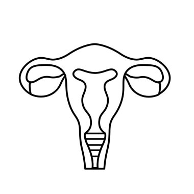 satır fallop tüpleri ile rahim insan anatomisi vektör çizim