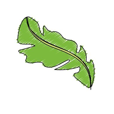 beautiful leaf of the exotic plants in the forest, vector illustration