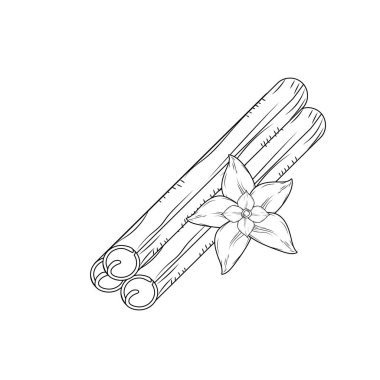 satır taze chinnamon doğal madde baharatlı vektör çizim