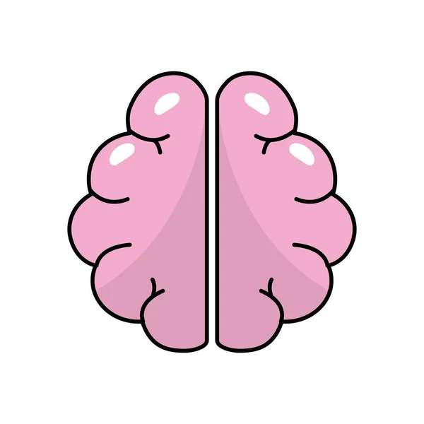 Anatomy Brain Imagination Memory Inspiration Vector Illustration — Wektor stockowy