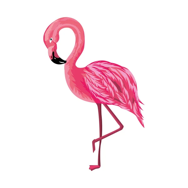 Beleza Exótico Flamingo Pássaro Animal Ilustração Vetorial —  Vetores de Stock