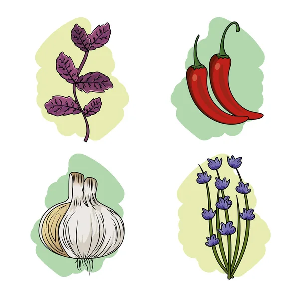 Establecer Hierbas Especias Plantas Órganos Alimento Vector Ilustración — Vector de stock