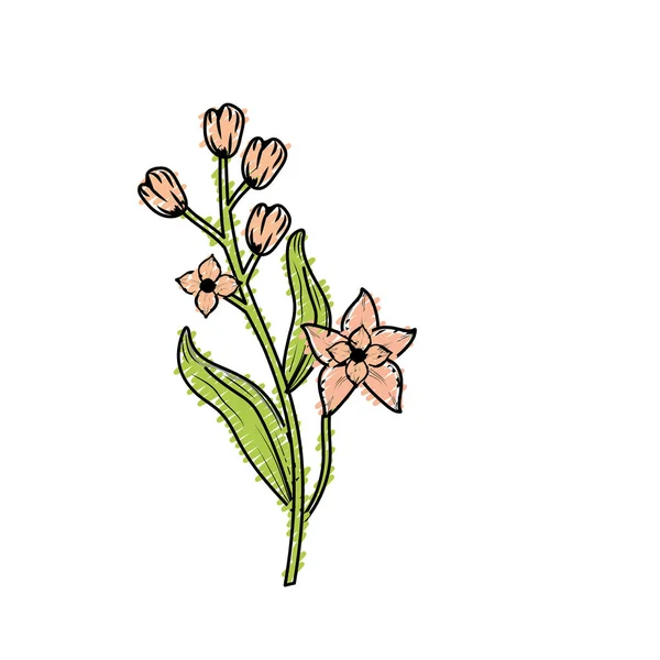 Растение Органическими Ингредиентами Векторная Иллюстрация — стоковый вектор