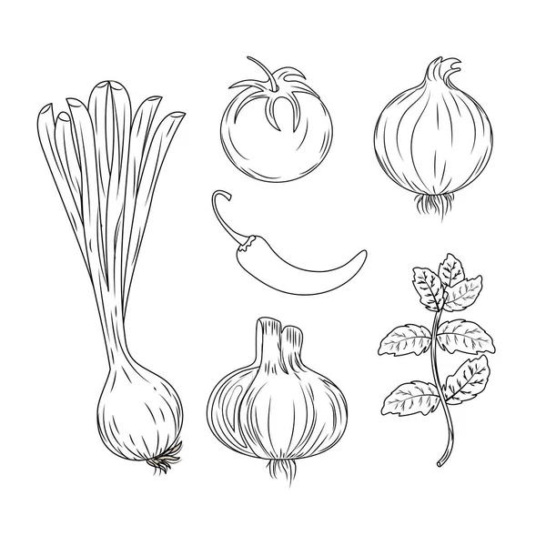 Establecer Hierbas Especias Plantas Órganos Alimento Vector Ilustración — Vector de stock