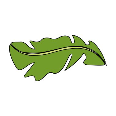 beautiful leaf of the exotic plants in the forest, vector illustration