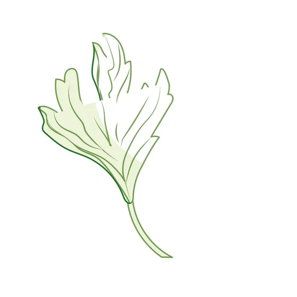 Силуэт Кориандр Травы Естественной Приправы Пищевого Вектора Иллюстрации — стоковый вектор