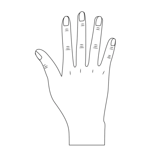 Línea Bonita Mano Con Todos Los Dedos Uñas Ilustración Vectorial — Vector de stock