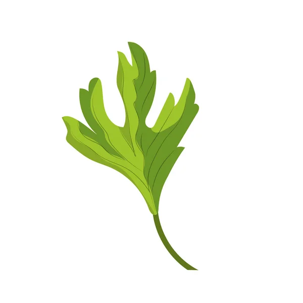 Hierba Cilantro Condimento Natural Ilustración Vector Alimentos — Vector de stock