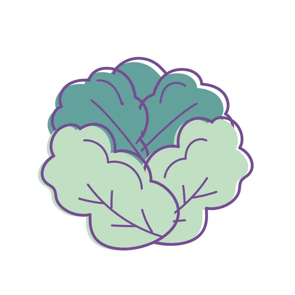 Delicious Health Lettuce Vegetable Vector Illustration — Διανυσματικό Αρχείο