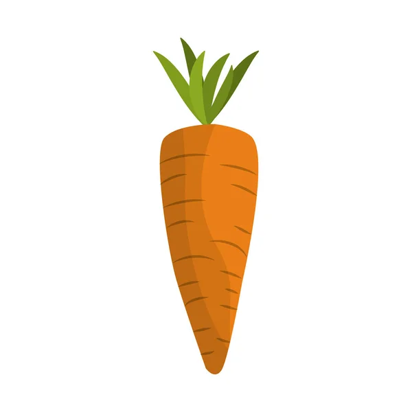 Fresh Carrot Organ Vegetable Food Vector Illustration — Stock Vector