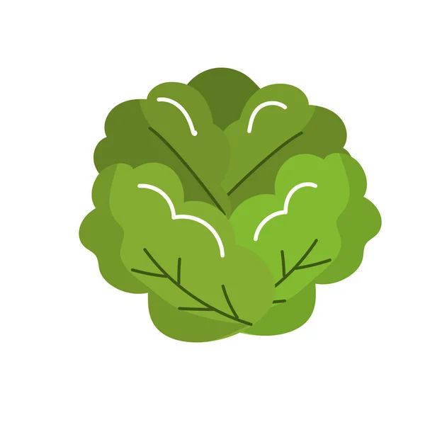 Delicious Health Lettuce Vegetable Vector Illustration — Διανυσματικό Αρχείο