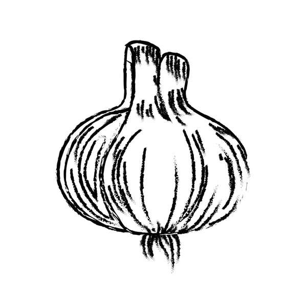 taze sarımsak doğal bitkisel beslenme vektör çizim şekil