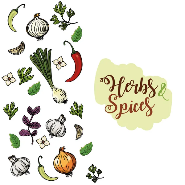 herbs and spices plants and organ food background vector illustration