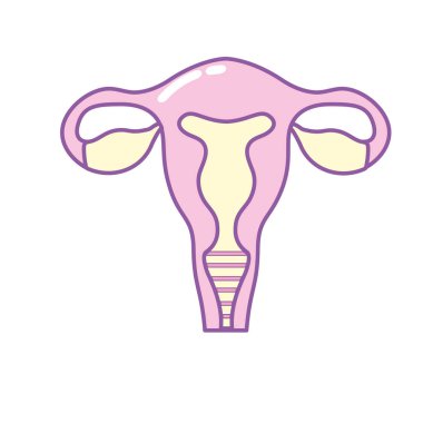 insan anatomisi vektör çizim rahim ile fallop tüpleri