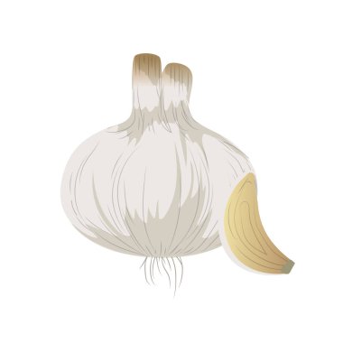 taze sarımsak doğal sebze beslenme vektör illüstrasyon