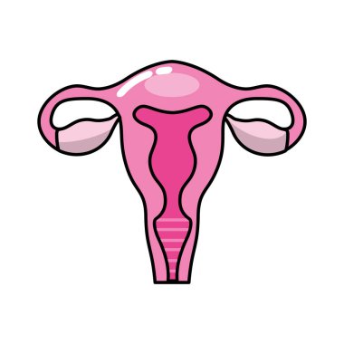 insan anatomisi vektör çizim rahim ile fallop tüpleri