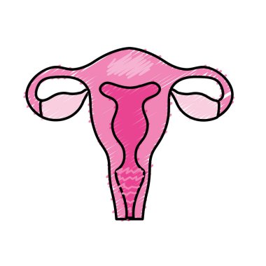 insan anatomisi vektör çizim rahim ile fallop tüpleri