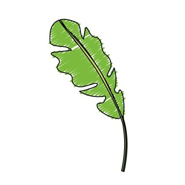 beautiful leaf of the exotic plants in the forest, vector illustration