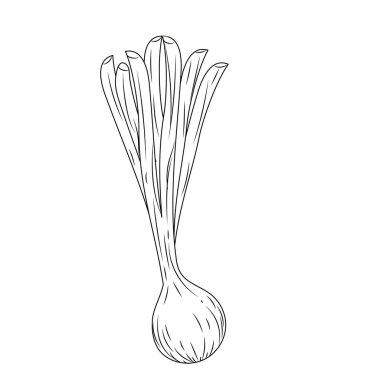 satır taze uzun soğan bitki sebze vektör çizim