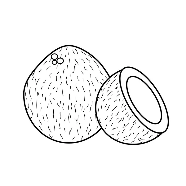 Çizgi Coconot Meyve Bir Dilim Vektör Çizim Ile — Stok Vektör
