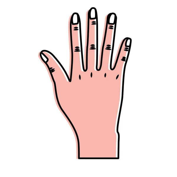 Mão Agradável Com Todos Dedos Unhas Ilustração Vetorial — Vetor de Stock