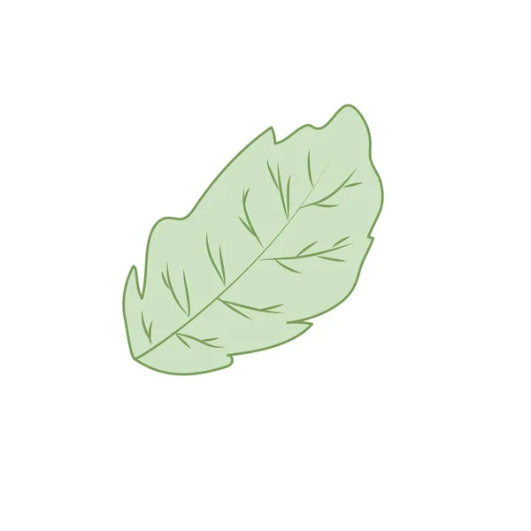 Planta Hoja Menta Condimento Natural Vector Ilustración — Archivo Imágenes Vectoriales