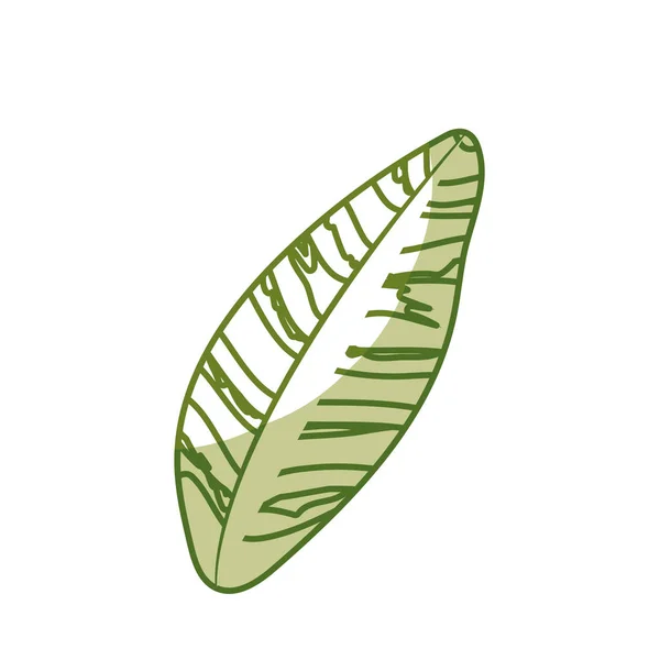 Silhouette Belle Feuille Des Plantes Exotiques Dans Forêt Illustration Vectorielle — Image vectorielle