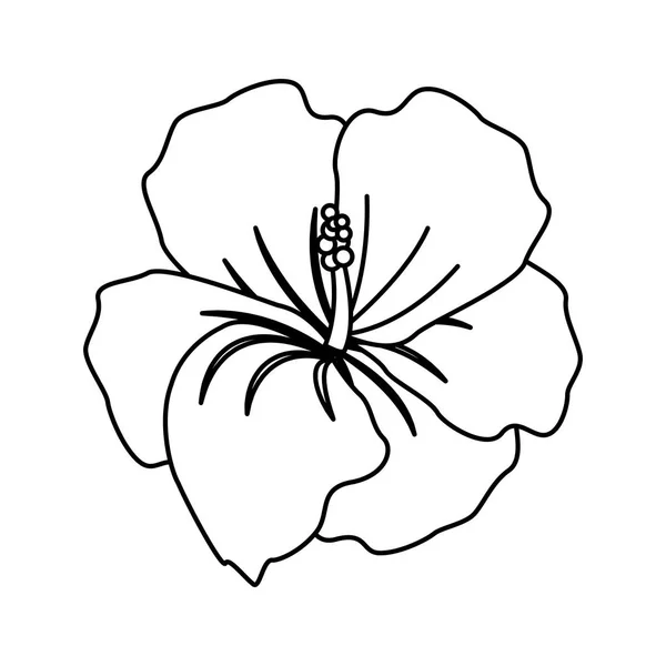 Σειρά Όμορφα Και Τροπικά Φυτά Λουλουδιών Πέταλα Απεικόνιση Διάνυσμα — Διανυσματικό Αρχείο