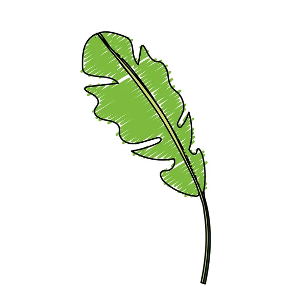 Beautiful Leaf Exotic Plants Forest Vector Illustration — Stock vektor