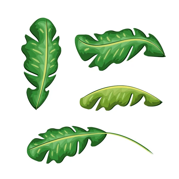 Cute Framework Exotic Leaves Plants Vector Illustration Design — Stockový vektor