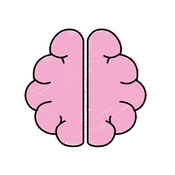 Anatomie Gehirn Imagination Und Gedächtnis Inspiration Vektor Illustration — Stockvektor