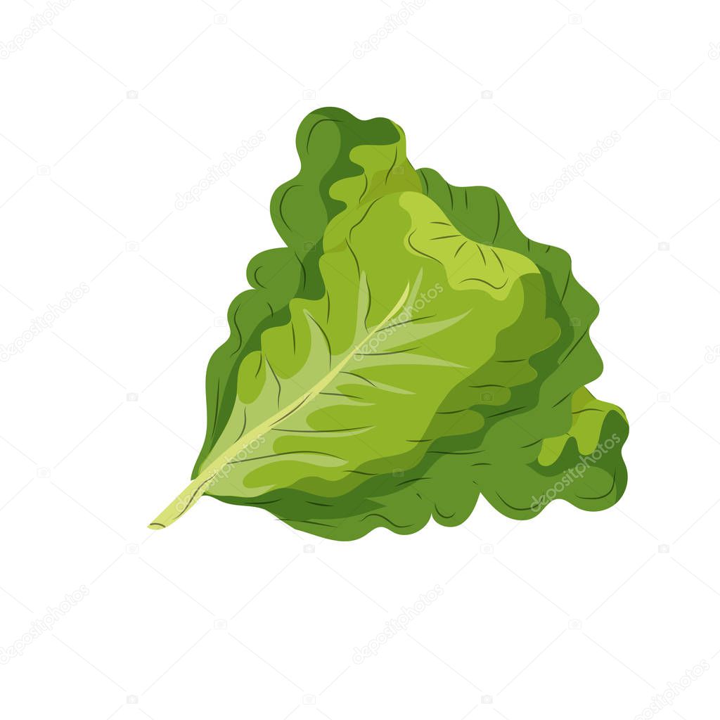 fresh lettuce natural vegetable nutrition vector illustration